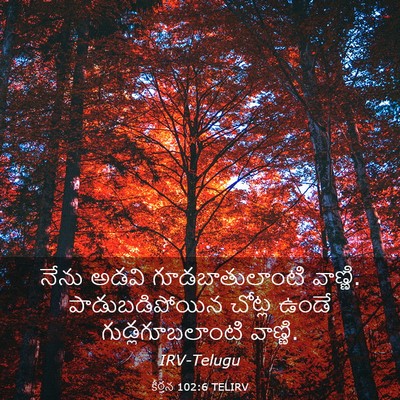 Picture 03 - కీర్తన 102:6 TELIRV - నేను అడవి - Bible Verse Picture