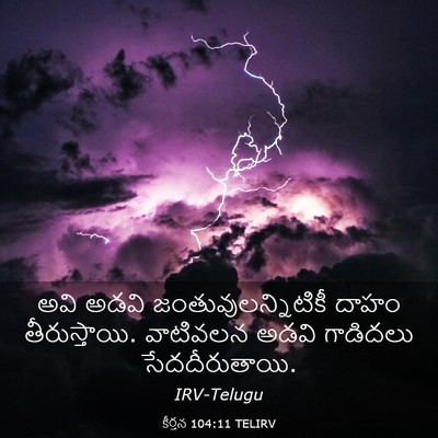 Picture 03 - కీర్తన 104:11 TELIRV - అవి అడవి - Bible Verse Picture