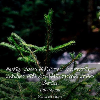 Picture 03 - కీర్తన 135:8 TELIRV - ఈజిప్టు ప్రజల - Bible Verse Picture