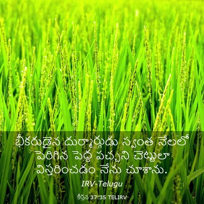 Picture 03 - కీర్తన 37:35 TELIRV - భీకరుడైన - Bible Verse Picture
