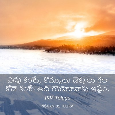 Picture 03 - కీర్తన 69:31 TELIRV - ఎద్దు కంటే, - Bible Verse Picture