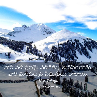 Picture 03 - కీర్తన 78:48 TELIRV - వారి పశువులపై - Bible Verse Picture