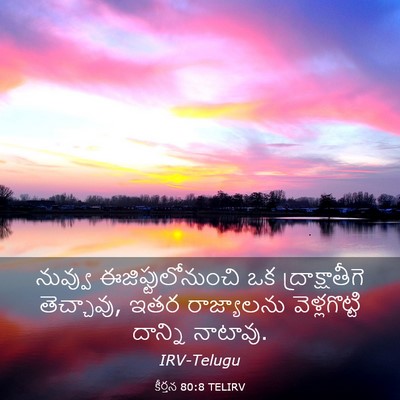 Picture 03 - కీర్తన 80:8 TELIRV - నువ్వు - Bible Verse Picture