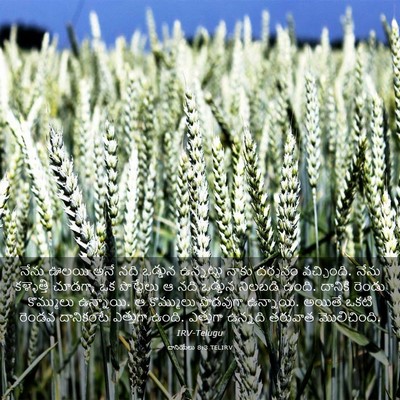 Picture 03 - దానియేలు 8:3 TELIRV - నేను ఊలయి అనే నది - Bible Verse Picture
