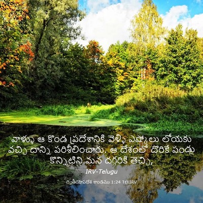 Picture 03 - ద్వితీయోపదేశ కాండము 1:24 TELIRV - వాళ్ళు ఆ కొండ - Bible Verse Picture