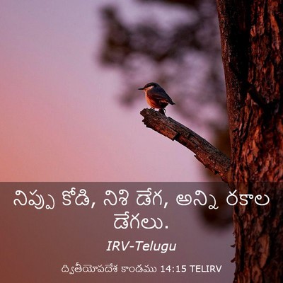 Picture 03 - ద్వితీయోపదేశ కాండము 14:15 TELIRV - నిప్పు కోడి, నిశి - Bible Verse Picture