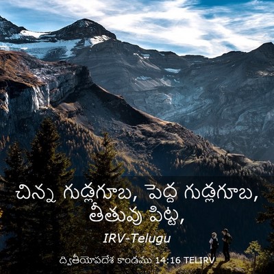 Picture 03 - ద్వితీయోపదేశ కాండము 14:16 TELIRV - చిన్న గుడ్లగూబ, - Bible Verse Picture