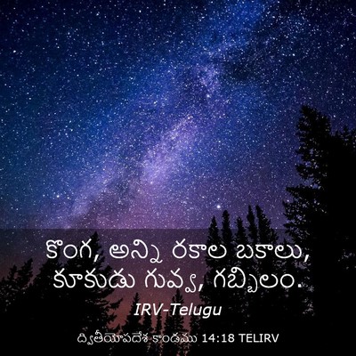 Picture 03 - ద్వితీయోపదేశ కాండము 14:18 TELIRV - కొంగ, అన్ని రకాల - Bible Verse Picture