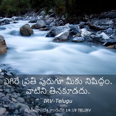 Picture 03 - ద్వితీయోపదేశ కాండము 14:19 TELIRV - ఎగిరే ప్రతి - Bible Verse Picture