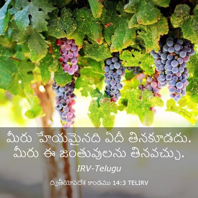 Picture 03 - ద్వితీయోపదేశ కాండము 14:3 TELIRV - మీరు హేయమైనది ఏదీ - Bible Verse Picture