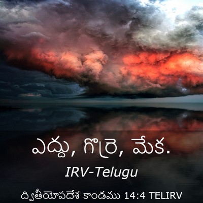 Picture 03 - ద్వితీయోపదేశ కాండము 14:4 TELIRV - ఎద్దు, గొర్రె, - Bible Verse Picture