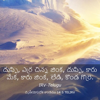Picture 03 - ద్వితీయోపదేశ కాండము 14:5 TELIRV - దుప్పి, ఎర్ర చిన్న - Bible Verse Picture