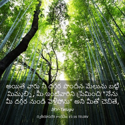 Picture 03 - ద్వితీయోపదేశ కాండము 15:16 TELIRV - అయితే వారు నీ - Bible Verse Picture