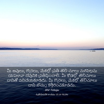 Picture 03 - ద్వితీయోపదేశ కాండము 15:19 TELIRV - మీ ఆవులు, గొర్రెలు, - Bible Verse Picture