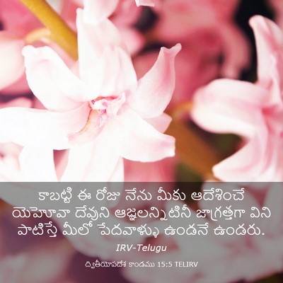 Picture 03 - ద్వితీయోపదేశ కాండము 15:5 TELIRV - కాబట్టి ఈ రోజు - Bible Verse Picture