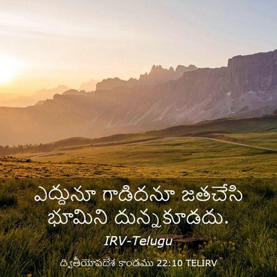 Picture 03 - ద్వితీయోపదేశ కాండము 22:10 TELIRV - ఎద్దునూ గాడిదనూ - Bible Verse Picture
