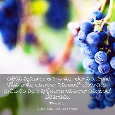 Picture 03 - ద్వితీయోపదేశ కాండము 23:1 TELIRV - “చితికిన వృషణాలు - Bible Verse Picture
