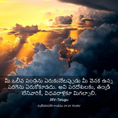 Picture 03 - ద్వితీయోపదేశ కాండము 24:20 TELIRV - మీ ఒలీవ పండ్లను - Bible Verse Picture