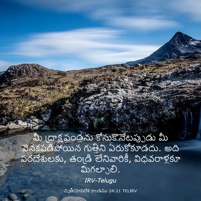 Picture 03 - ద్వితీయోపదేశ కాండము 24:21 TELIRV - మీ ద్రాక్షపండ్లను - Bible Verse Picture