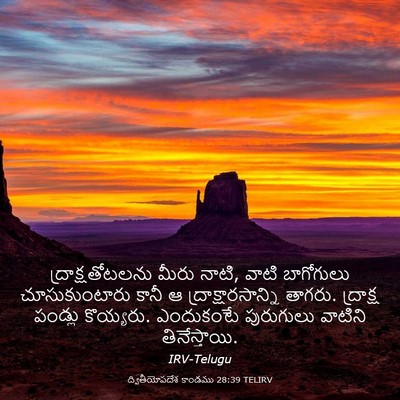 Picture 03 - ద్వితీయోపదేశ కాండము 28:39 TELIRV - ద్రాక్షతోటలను - Bible Verse Picture