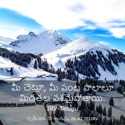 Picture 03 - ద్వితీయోపదేశ కాండము 28:42 TELIRV - మీ చెట్లూ, మీ పంట - Bible Verse Picture