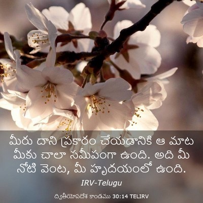 Picture 03 - ద్వితీయోపదేశ కాండము 30:14 TELIRV - మీరు దాని ప్రకారం - Bible Verse Picture