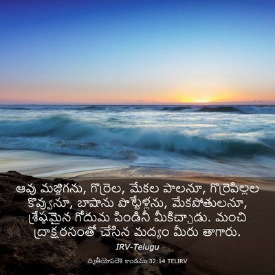 Picture 03 - ద్వితీయోపదేశ కాండము 32:14 TELIRV - ఆవు మజ్జిగను, - Bible Verse Picture