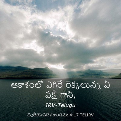 Picture 03 - ద్వితీయోపదేశ కాండము 4:17 TELIRV - ఆకాశంలో ఎగిరే - Bible Verse Picture