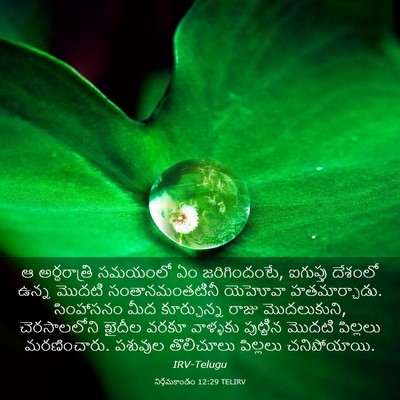 Picture 03 - నిర్గమకాండం 12:29 TELIRV - ఆ అర్థరాత్రి - Bible Verse Picture