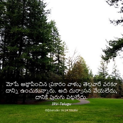 Picture 03 - నిర్గమకాండం 16:24 TELIRV - మోషే ఆజ్ఞాపించిన - Bible Verse Picture