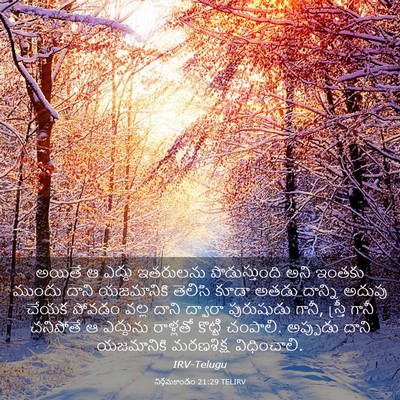 Picture 03 - నిర్గమకాండం 21:29 TELIRV - అయితే ఆ ఎద్దు - Bible Verse Picture