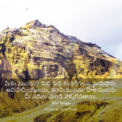 Picture 03 - నిర్గమకాండం 23:28 TELIRV - మీకు ముందుగా - Bible Verse Picture