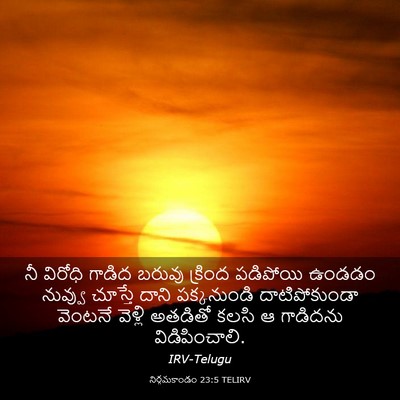 Picture 03 - నిర్గమకాండం 23:5 TELIRV - నీ విరోధి గాడిద - Bible Verse Picture
