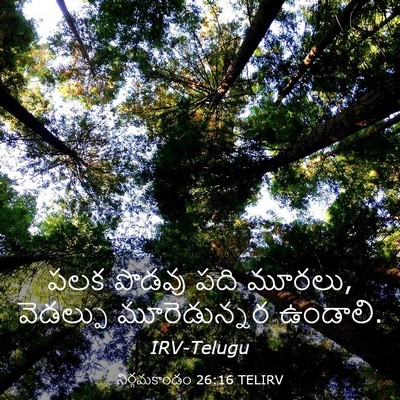 Picture 03 - నిర్గమకాండం 26:16 TELIRV - పలక పొడవు పది - Bible Verse Picture
