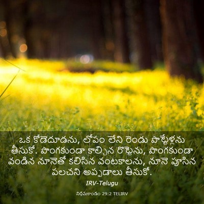 Picture 03 - నిర్గమకాండం 29:2 TELIRV - ఒక కోడెదూడను, లోపం - Bible Verse Picture