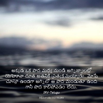 Picture 03 - నిర్గమకాండం 3:2 TELIRV - అక్కడ ఒక పొద మధ్య - Bible Verse Picture