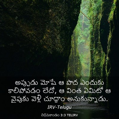 Picture 03 - నిర్గమకాండం 3:3 TELIRV - అప్పుడు మోషే ఆ పొద - Bible Verse Picture