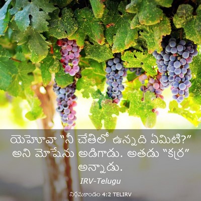 Picture 03 - నిర్గమకాండం 4:2 TELIRV - యెహోవా “నీ చేతిలో - Bible Verse Picture