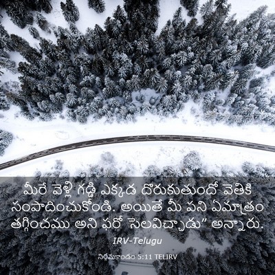 Picture 03 - నిర్గమకాండం 5:11 TELIRV - మీరే వెళ్లి గడ్డి - Bible Verse Picture