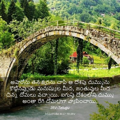 Picture 03 - నిర్గమకాండం 8:17 TELIRV - అహరోను తన కర్రను - Bible Verse Picture
