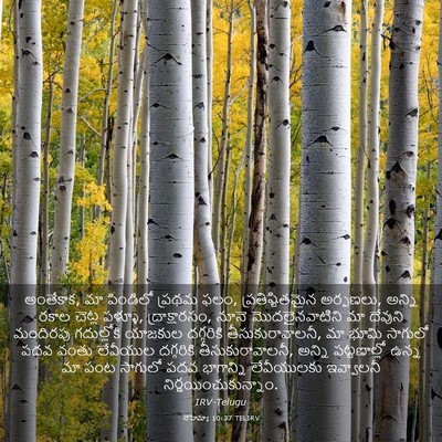Picture 03 - నెహెమ్యా 10:37 TELIRV - అంతేకాక, మా - Bible Verse Picture