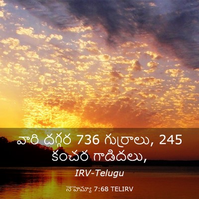 Picture 03 - నెహెమ్యా 7:68 TELIRV - వారి దగ్గర 736 - Bible Verse Picture
