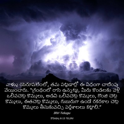 Picture 03 - నెహెమ్యా 8:15 TELIRV - వాళ్ళు - Bible Verse Picture