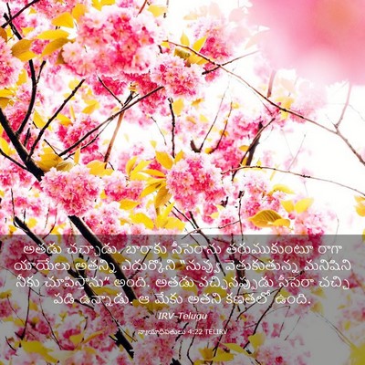 Picture 03 - న్యాయాధిపతులు 4:22 TELIRV - అతడు చచ్చాడు. - Bible Verse Picture