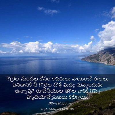 Picture 03 - న్యాయాధిపతులు 5:16 TELIRV - గొర్రెల మందల కోసం - Bible Verse Picture