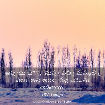 Picture 03 - న్యాయాధిపతులు 9:10 TELIRV - అప్పుడు చెట్లు, - Bible Verse Picture