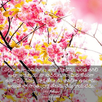 Picture 03 - పరమ 1:6 TELIRV - నల్లగా ఉన్నానని - Bible Verse Picture