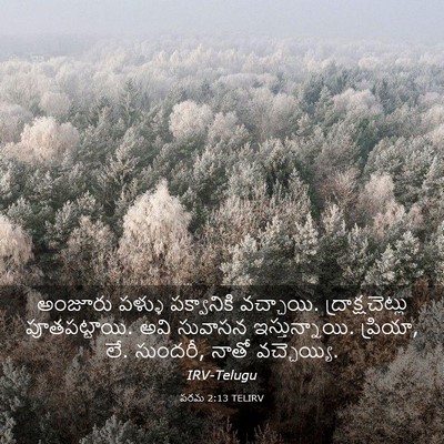 Picture 03 - పరమ 2:13 TELIRV - అంజూరు పళ్ళు - Bible Verse Picture