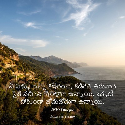 Picture 03 - పరమ 6:6 TELIRV - నీ పళ్ళు ఉన్ని - Bible Verse Picture