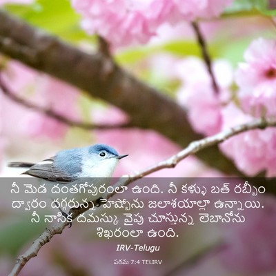 Picture 03 - పరమ 7:4 TELIRV - నీ మెడ - Bible Verse Picture